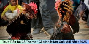 trực tiếp đá gà thomo cập nhật kết quả mới nhất 2025