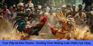 trực tiếp gà đòn thomo thưởng thức những cuộc chiến cực căng tại gachoic1