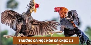 trường gà mộc hóa gà chọi c1 nơi hội tụ chiến kê xuất sắc