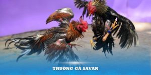 trường gà savan điểm đến lý tưởng tại gachoic1