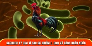 vì sao gà nhiễm e.coli và gachoic1 hướng dẫn cách ngăn ngừa