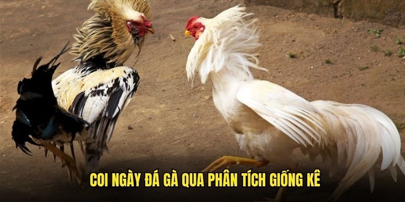 Xem ngày chọi qua giống kê cùng gachoic1