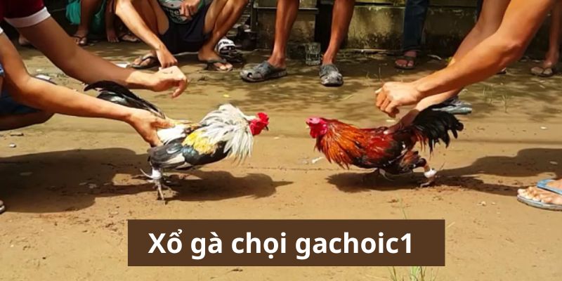 Xổ Gà Chọi Gachoic1 Kinh Nghiệm tuyệt đỉnh